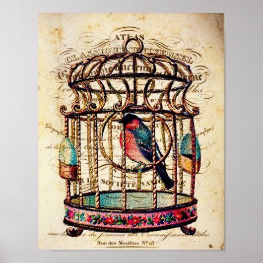Frans Birdcage-papier — Kunstafdrukken Poster (Voorkant)