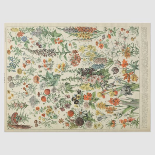 Frans botanisch jaarlijks bloemen tissuepapier (Voorkant)