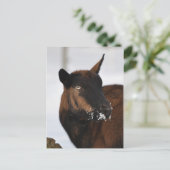 Frans briefkaart van alpengeit (Staand voorkant)