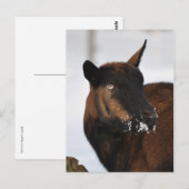 Frans briefkaart van alpengeit (Voorkant / Achterkant)