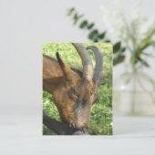 Frans briefkaart van alpengeit (Staand voorkant)