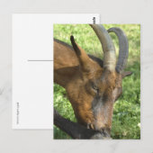 Frans briefkaart van alpengeit (Voorkant / Achterkant)