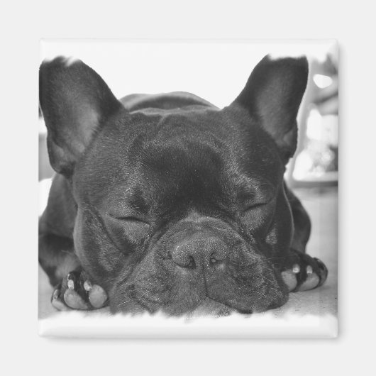 Frans Bulldog Square Magnet (Voorkant)