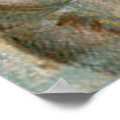  Frans Conch Shell Poster (Hoek)