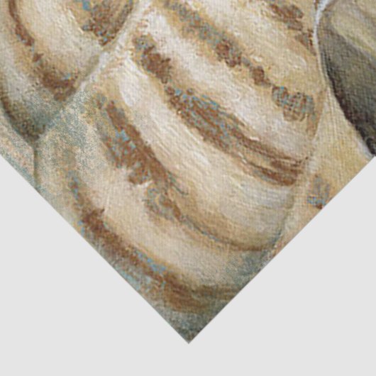  Frans Conch Shell Tissuepapier (Detail)