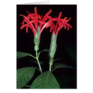 FRANS-GUIANA: Pachystachys coccinea