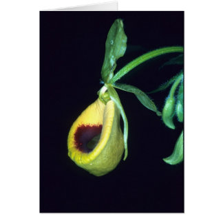 FRANS-GUIANA: Selenipedium palmifolium