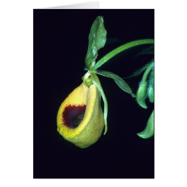 FRANS-GUIANA: Selenipedium palmifolium (Voorkant)