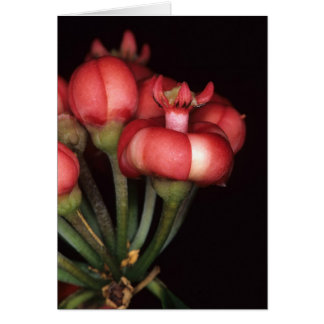 FRANS-GUIANA: Symphonia globulifera