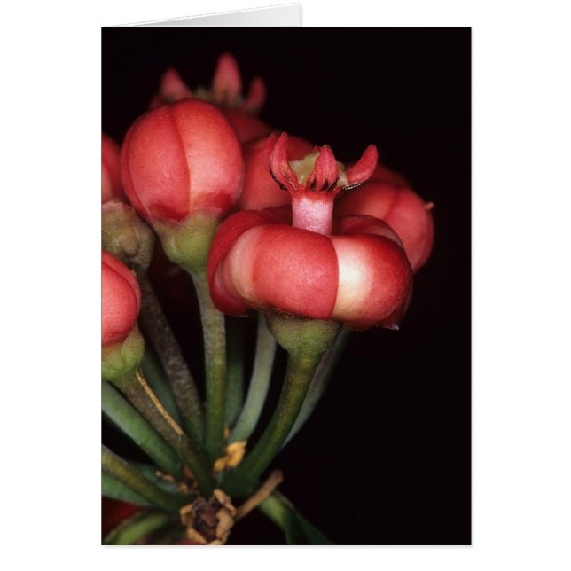 FRANS-GUIANA: Symphonia globulifera (Voorkant)