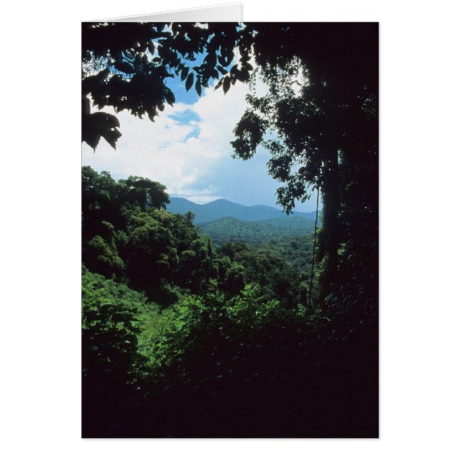 FRANS-GUIANA: Uitzicht regenwoud (Voorkant)