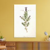 Frans Lavender, bord 241 uit 'A Curious Herbal' Canvas Afdruk (Insitu (Woonkamer))