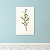 Frans Lavender, bord 241 uit 'A Curious Herbal' Canvas Afdruk (Insitu (Houten vloer))