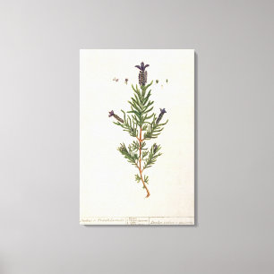 Frans Lavender, bord 241 uit 'A Curious Herbal' Canvas Afdruk