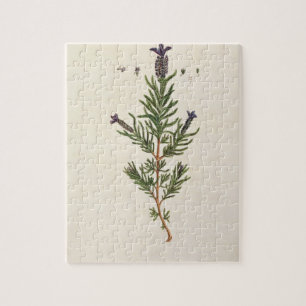 Frans Lavender, bord 241 uit 'A Curious Herbal' Legpuzzel