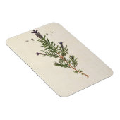 Frans Lavender, bord 241 uit 'A Curious Herbal' Magneet (Rechterzijde)