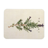 Frans Lavender, bord 241 uit 'A Curious Herbal' Magneet (Horizontaal)