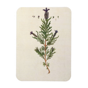Frans Lavender, bord 241 uit 'A Curious Herbal' Magneet
