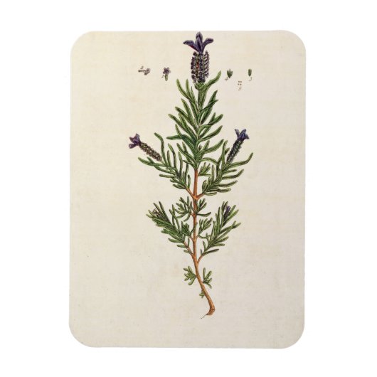 Frans Lavender, bord 241 uit 'A Curious Herbal' Magneet (Verticaal)