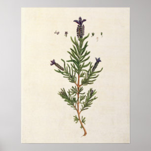 Frans Lavender, bord 241 uit 'A Curious Herbal' Poster