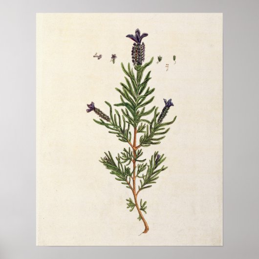 Frans Lavender, bord 241 uit 'A Curious Herbal' Poster (Voorkant)