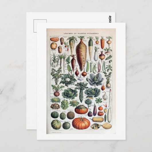  Frans Legumes et Plantes Potageres Briefkaart (Voorkant / Achterkant)