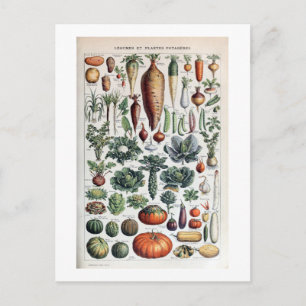 Frans Legumes et Plantes Potageres Briefkaart