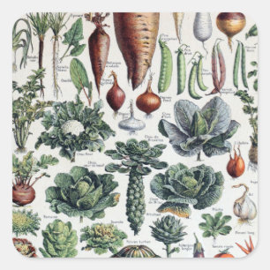  Frans Legumes et Plantes Potageres Vierkante Sticker