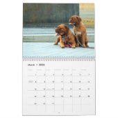 Frans Mastiff Dogue de Bordeaux Calendar Kalender (Mar 2026)