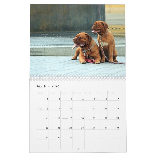 Frans Mastiff Dogue de Bordeaux Calendar Kalender (Mar 2026)