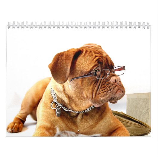 Frans Mastiff Dogue de Bordeaux Calendar Kalender (Hoes)