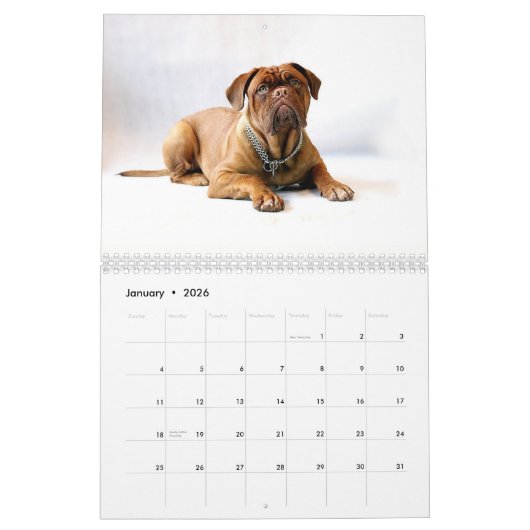 Frans Mastiff Dogue de Bordeaux Calendar Kalender (Jan 2026)