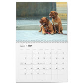Frans Mastiff Dogue de Bordeaux Calendar Kalender (Mar 2027)