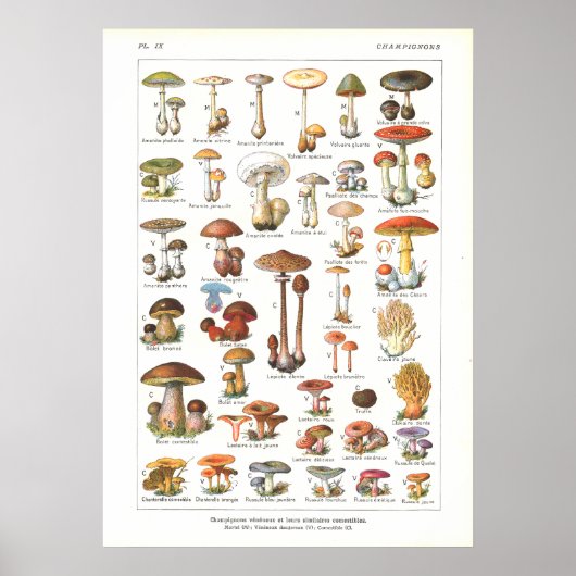 Frans Poisonous Eetble Mushrooms Variant Afdrukken Poster (Voorkant)