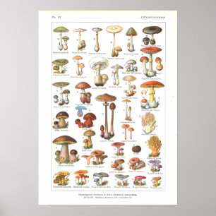 Frans Poisonous Eetble Mushrooms Variant Afdrukken Poster