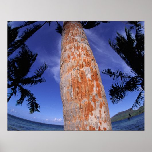 Frans-Polynesië, Bora Bora, Palmbomen Poster (Voorkant)