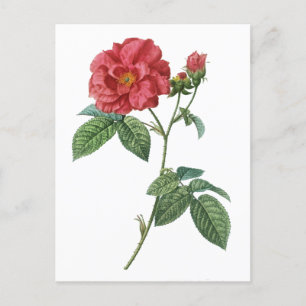 Frans roos (Rosa gallica) Briefkaart