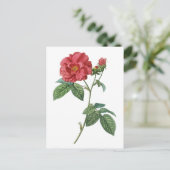 Frans roos (Rosa gallica) Briefkaart (Staand voorkant)