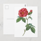 Frans roos (Rosa gallica) Briefkaart (Voorkant / Achterkant)