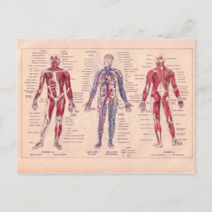 Frans schema van het menselijk lichaam Briefkaart