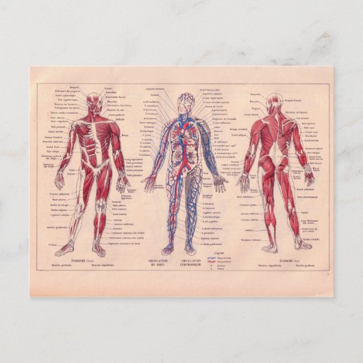 Frans schema van het menselijk lichaam Briefkaart (Voorkant)
