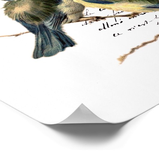  Frans schrijven en vogels Poster (Hoek)