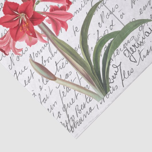 Frans Script  Amaryllis Bird Briefkaart Tissuepapier (Detail)
