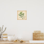 Frans Tarragon Herb Poster (Keuken)