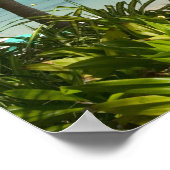 Frans West Indies, Guadaloupe, Grande Terre, 2 Poster (Hoek)