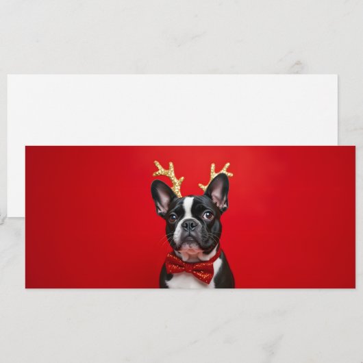 Frans' winterkoning (Voorkant / Achterkant)