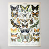  Franse Adolphe Millot Butterflies en Moth Poster (Voorkant)