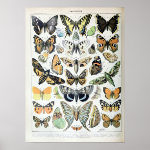  Franse Adolphe Millot Butterflies en Moth Poster