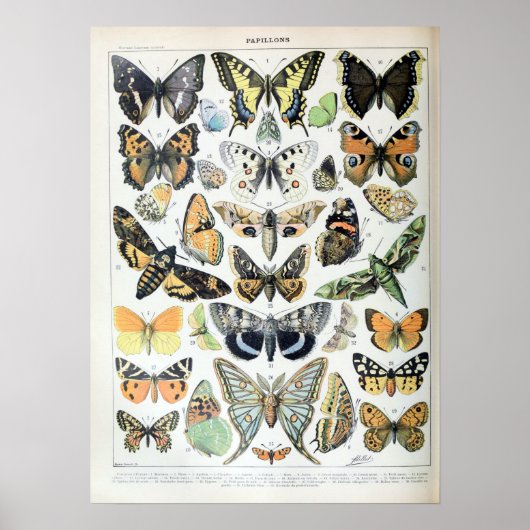  Franse Adolphe Millot Butterflies en Moth Poster (Voorkant)