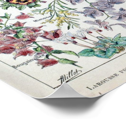  Franse Adolphe Millot Flowers Poster (Hoek)